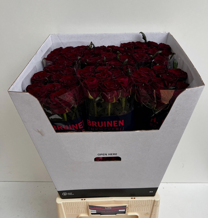 <h4>R GR DARK KNIGHT</h4>