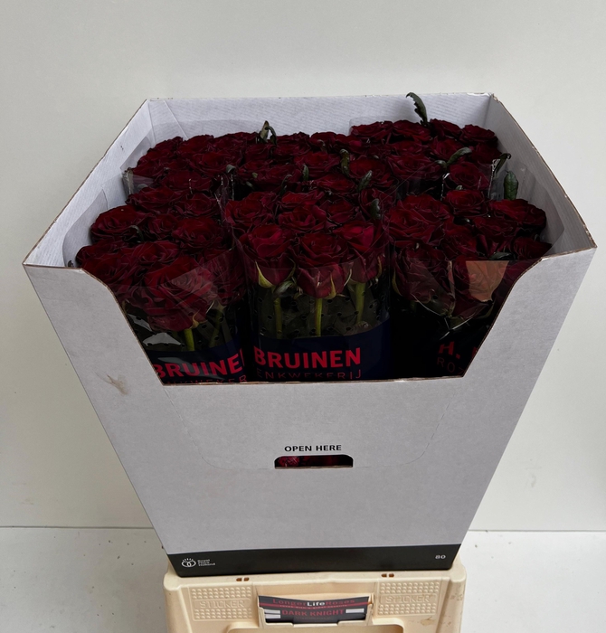 <h4>R GR DARK KNIGHT</h4>