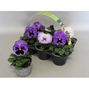 Viola wittrockiana Sixpack F1 Lavender Shades