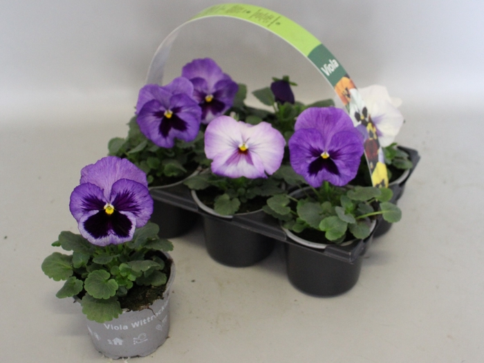 <h4>Viola wittrockiana Sixpack F1 Lavender Shades</h4>