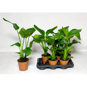 Strelitzia Nicolai