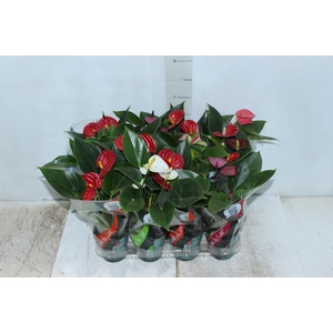 ANTHURIUM VARIADO P09