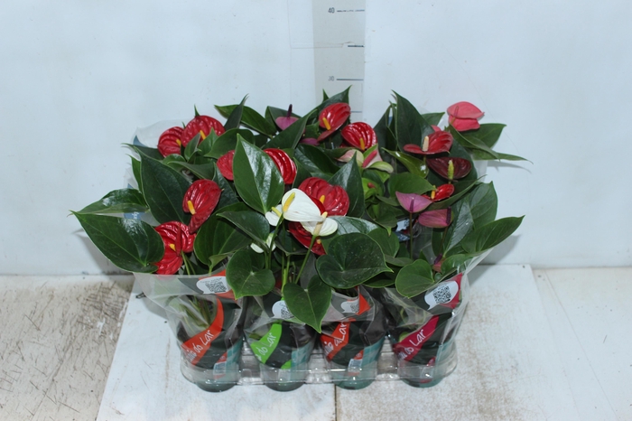 <h4>ANTHURIUM VARIADO P09</h4>