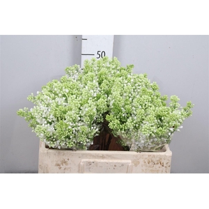 Syr V Mme Fl Stepman 2+