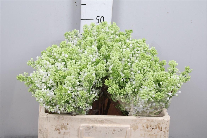 <h4>Syr V Mme Fl Stepman 2+</h4>