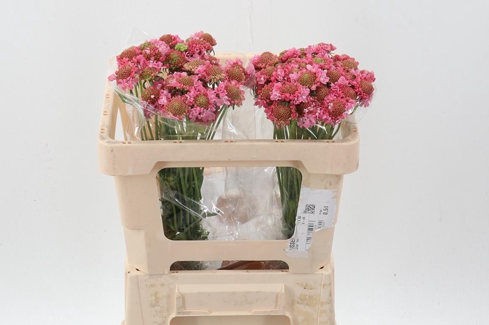 <h4>Scab At Candy Scoop</h4>