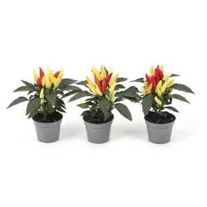 CAPSICUM ANNUUM  p6 Yellow/red