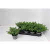 Cuph Hyssopifolia White