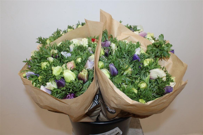 <h4>Anem Marianne Pastel Bicolor</h4>