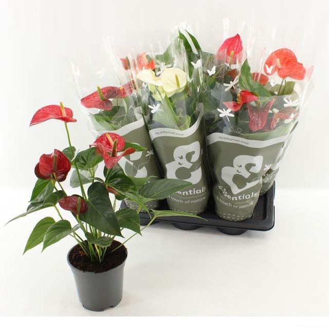 <h4>!! PROMO !! ANTHURIUM MIX P17</h4>