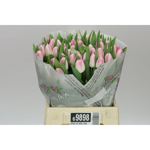 Tulipa En Holly Mae