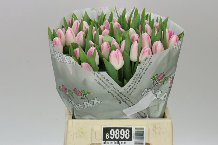 <h4>Tulipa En Holly Mae</h4>