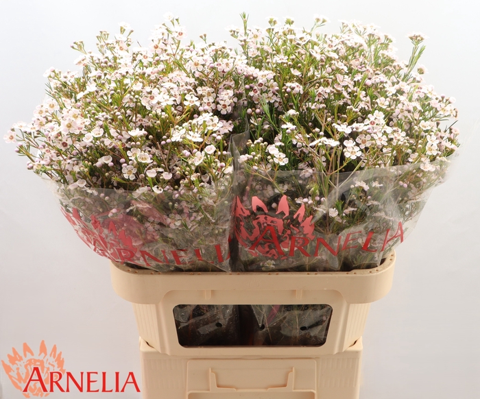 <h4>Chame Katrien Arnelia</h4>