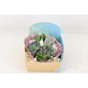 arr3 AD - Pecten schelp XL
