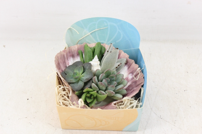 <h4>arr3 AD - Pecten schelp XL</h4>
