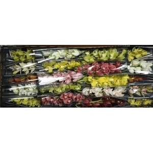Minicymbidium mix