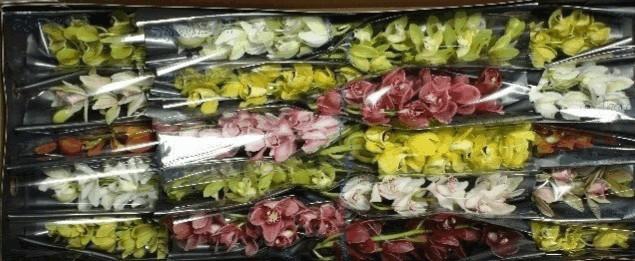 <h4>Minicymbidium mix</h4>