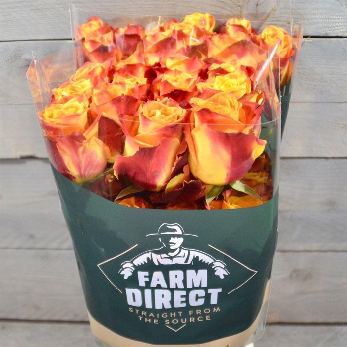 <h4>Rosa GR 'Silantoi'</h4>