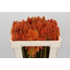 Kniphofia Eycone Orange