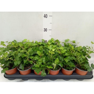 Hedera helix 'Wonder'
