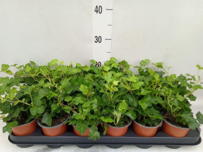 <h4>Hedera helix 'Wonder'</h4>