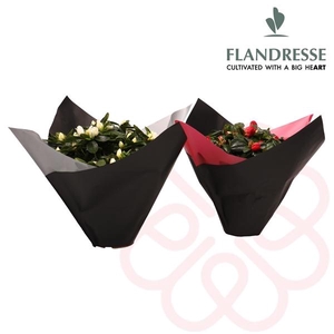 Azalea Flandresse® Kerst Flexx Christmas edition M