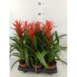 Guzmania  'Ostara'