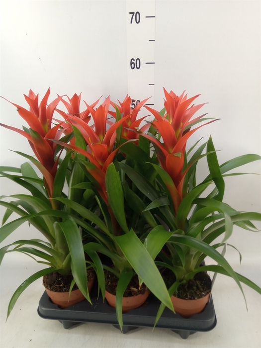 <h4>Guzmania  'Ostara'</h4>