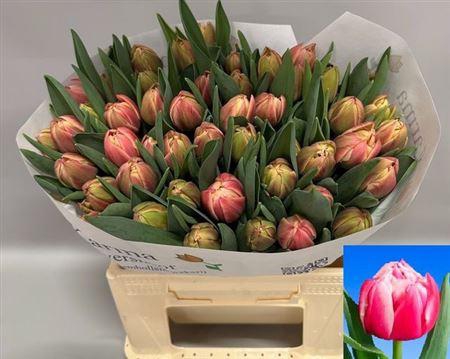 <h4>Tu Du Columbus</h4>