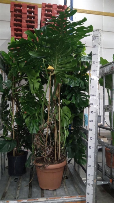 <h4>Monstera delic.</h4>