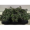 Mentha spicata