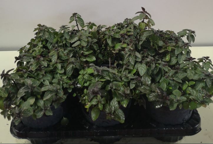 Mentha spicata