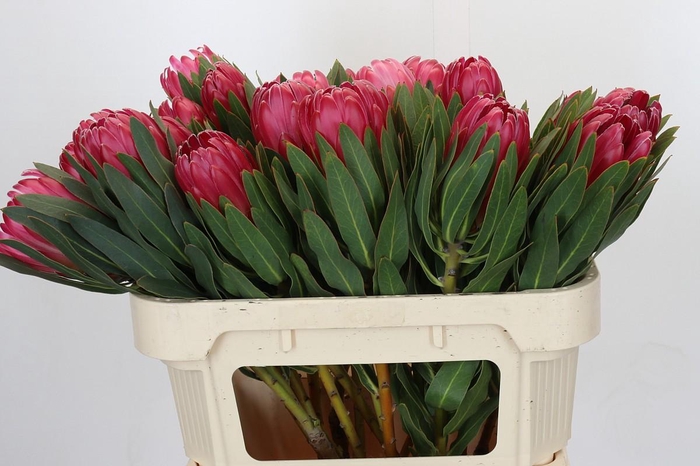 <h4>Protea Brenda</h4>