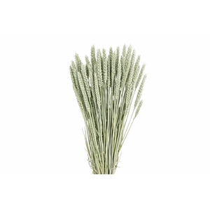 Dried Triticum Frosted Light Blue Bunch