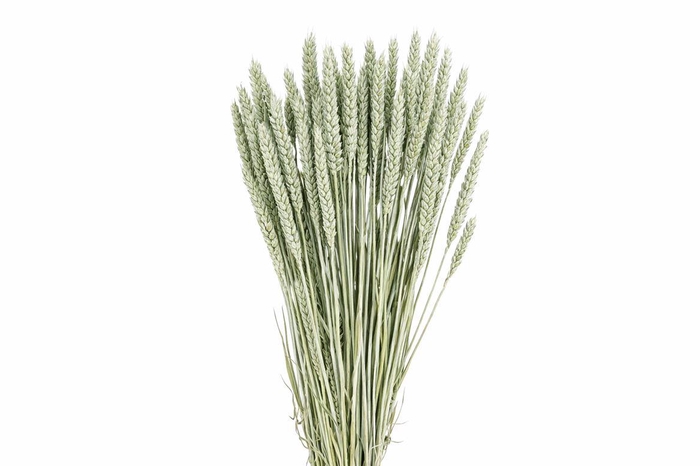 <h4>Dried Triticum Frosted Light Blue Bunch</h4>
