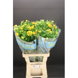 Ran Butterfly Minerva 70cm