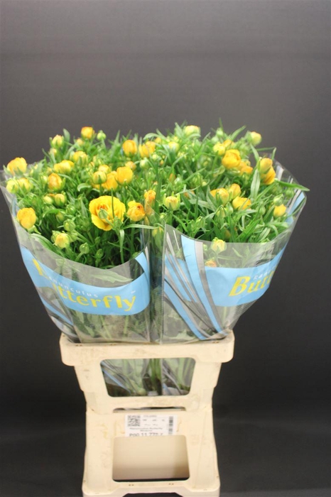 <h4>Ran Butterfly Minerva 70cm</h4>