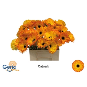 GE GR CATWALK