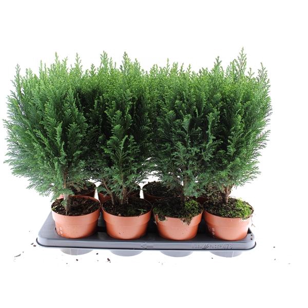 <h4>chamaecyparis laws Ellwoodii</h4>