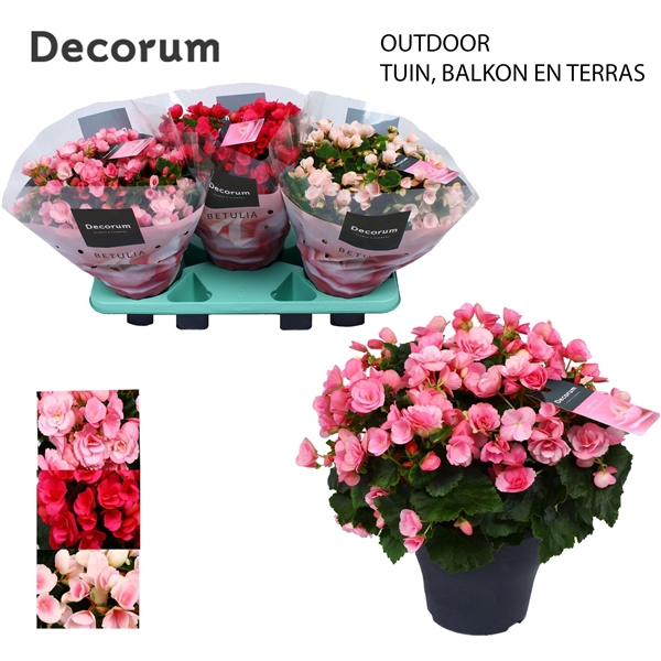 <h4>Begonia BETULIA MIX 19cm outdoor Decorum</h4>