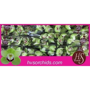 CYMB T LIMONES 80 CM