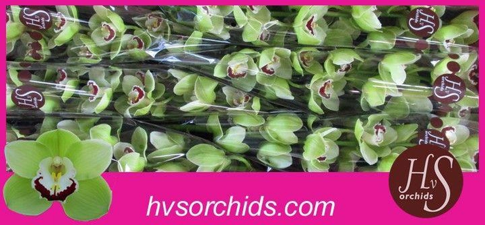 <h4>CYMB T LIMONES 80 CM</h4>