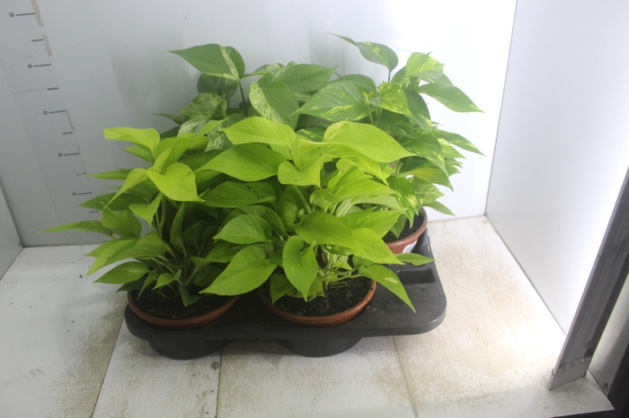 <h4>JIBOIA VARIADA C21</h4>