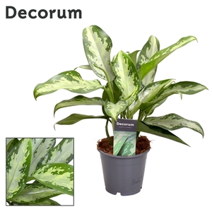 Aglaonema Jubilee Petite (Decorum)