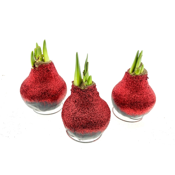 <h4>Wax Amaryllis BIO-Glitter Red (Rode Bloem)</h4>