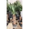 Trachycarpus fortunei stam 80/90cm, 45ltr