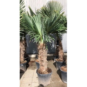 Trachycarpus fortunei stam 80/90cm, 45ltr