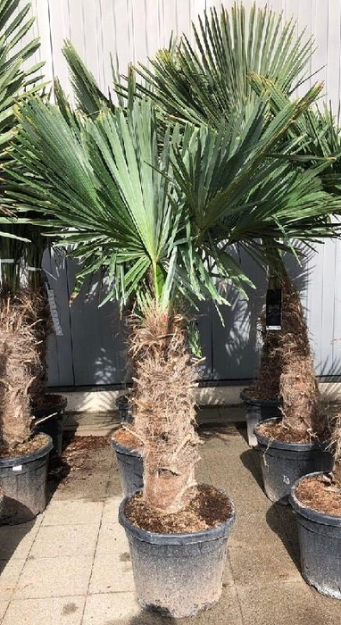 Trachycarpus fortunei stam 80/90cm, 45ltr
