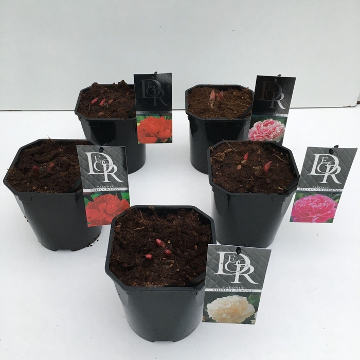 <h4>Paeonia mix</h4>