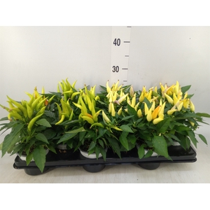 Capsicum annuum   ...mix